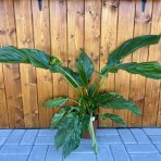 Kvet netopiera (Tacca Chantrieri) - výška 70-80 cm, kont. C2L
